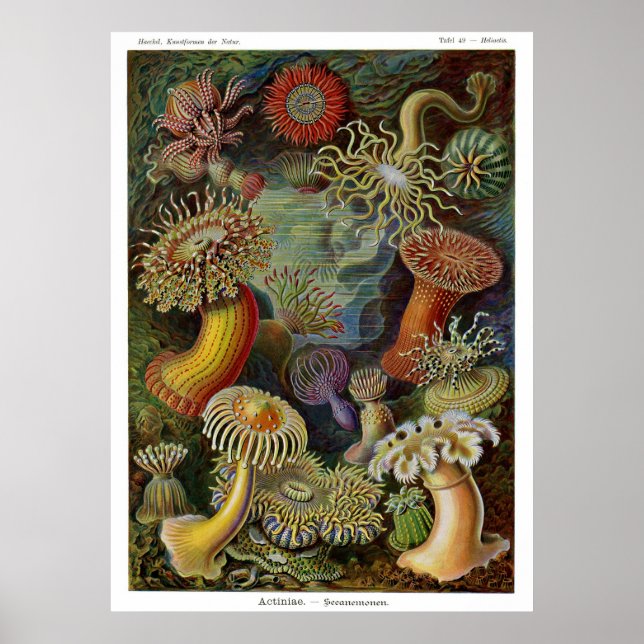 Poster Ernst Haeckel (Devant)