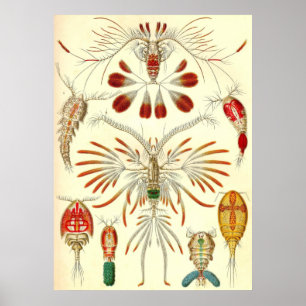 Poster Ernst Haeckel