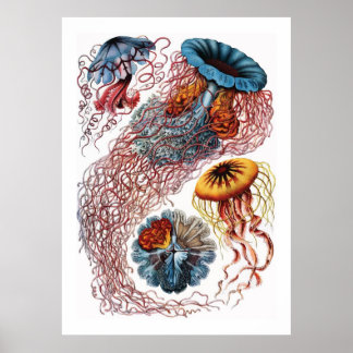 Poster Ernst Haeckel