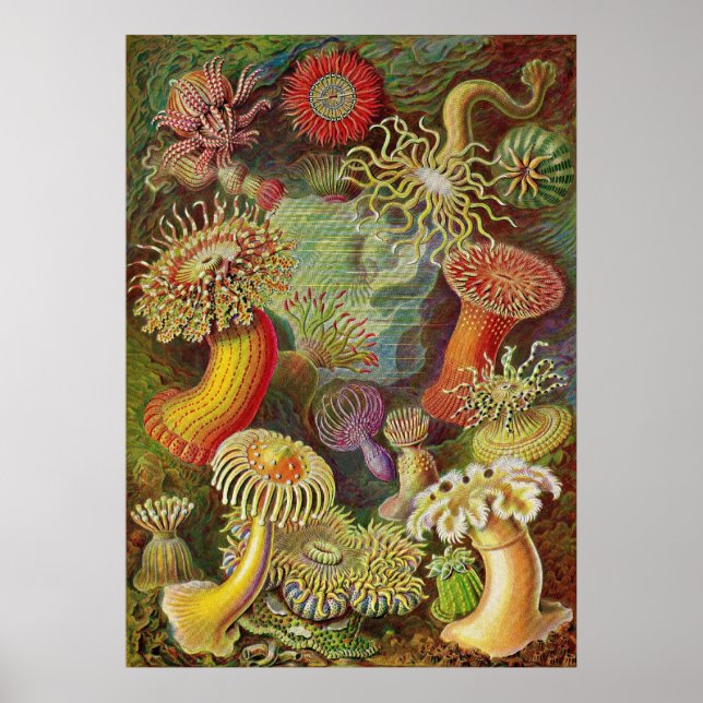 Poster Ernst Haeckel - Actiniae Anemones (Devant)