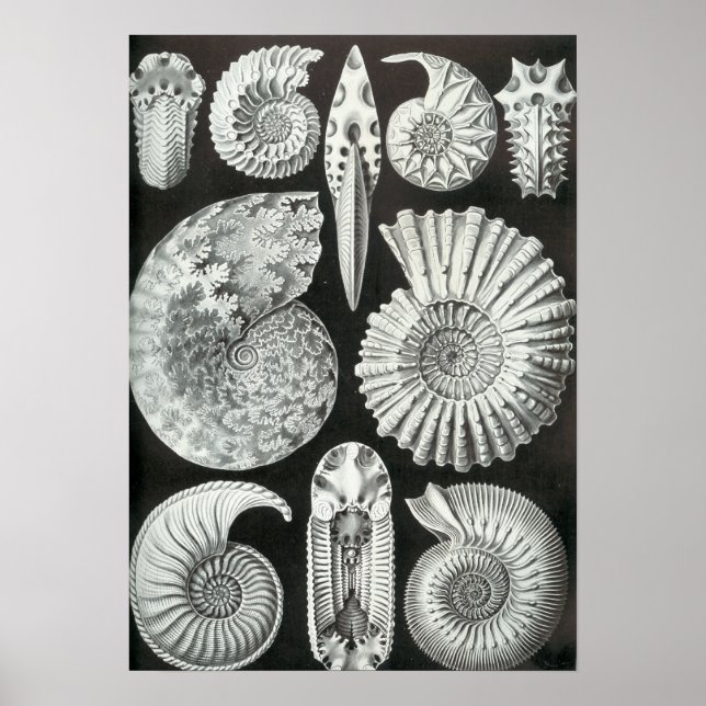 Poster Ernst Haeckel - Ammonitida (Devant)