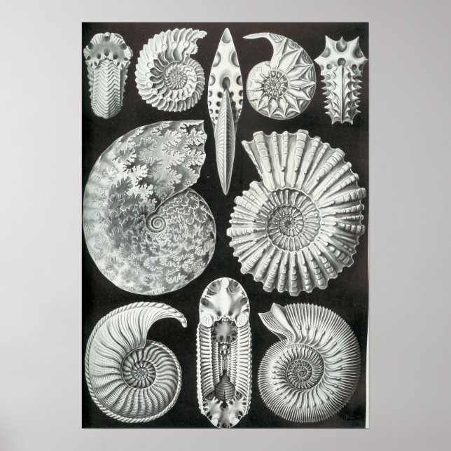 Poster Ernst Haeckel Ammonitida fossiles (Devant)