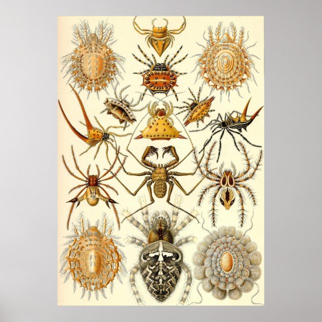 Poster Ernst Haeckel - Arachnida (Devant)
