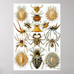 Poster Ernst Haeckel ~ Arachnida