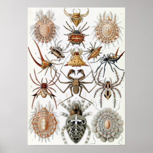 Poster Ernst Haeckel Arachnida Ariders