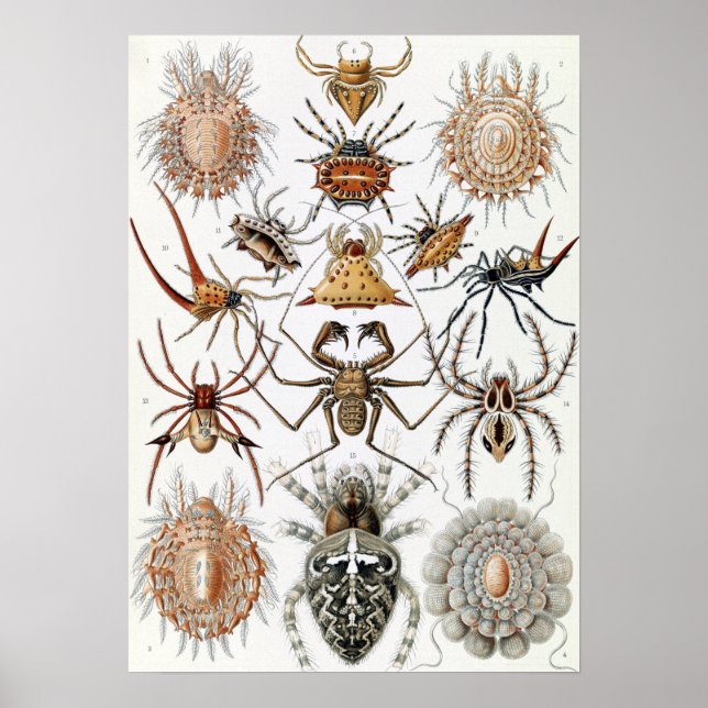 Poster Ernst Haeckel Arachnida Ariders (Devant)