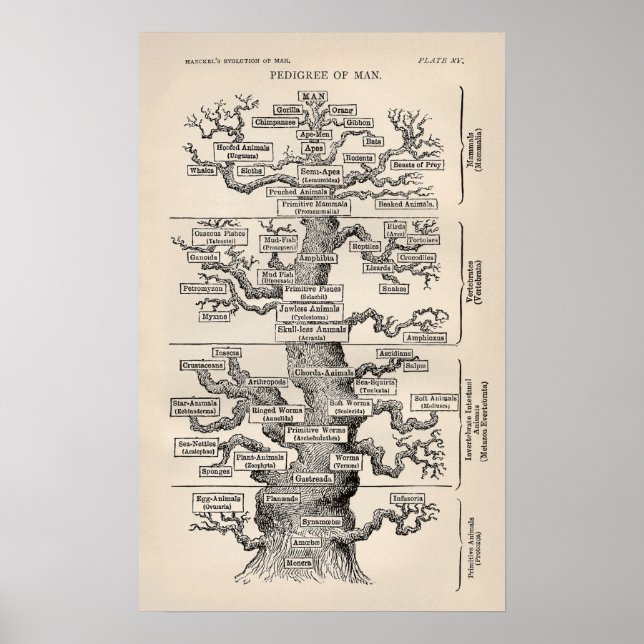 Poster Ernst Haeckel Arbre de vie Pedigree of Man voluti (Devant)