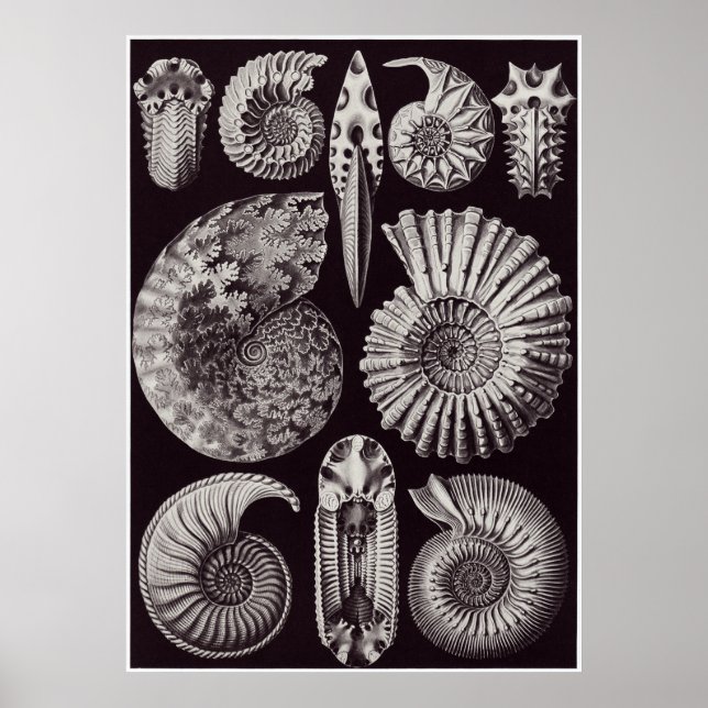 Poster Ernst Haeckel Art Imprimer : Ammonitida (Devant)