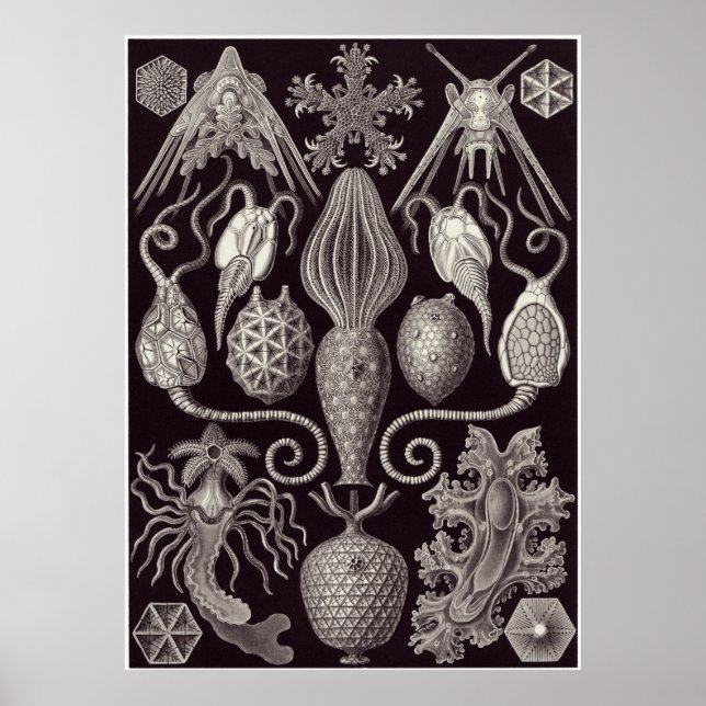 Poster Ernst Haeckel Art Imprimer : Amphoridea (Devant)