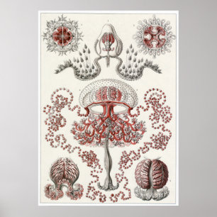 Poster Ernst Haeckel Art Imprimer : Anthomedusae