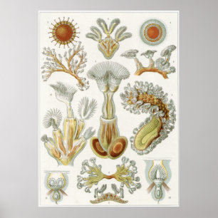 Poster Ernst Haeckel Art Imprimer : Bryozoa