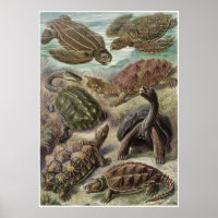 Ernst Haeckel Art Imprimer : Chelonia