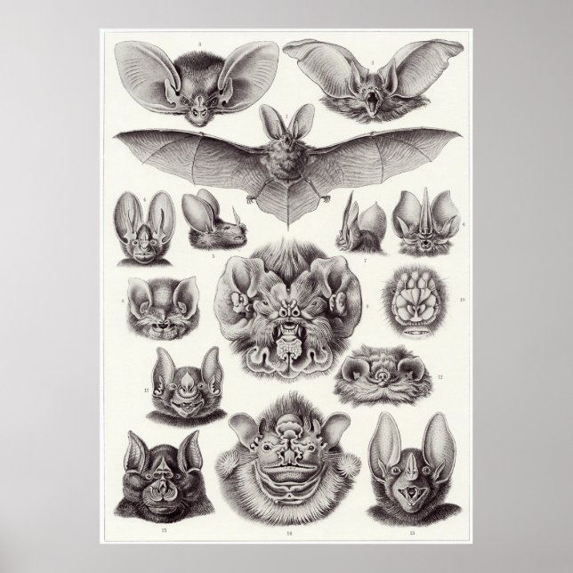 Poster Ernst Haeckel Art Imprimer : Chiroptera (Devant)