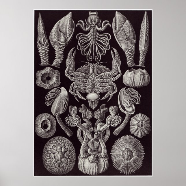 Poster Ernst Haeckel Art Imprimer : Cirripedia (Devant)