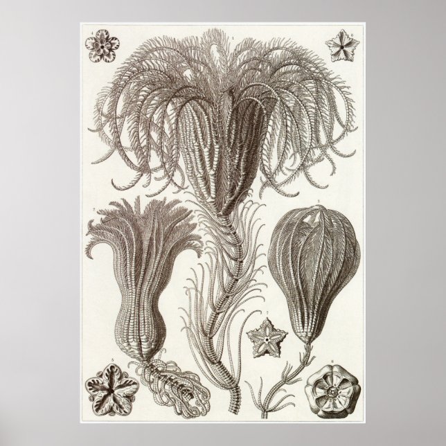 Poster Ernst Haeckel Art Imprimer : Crinoidea (Devant)