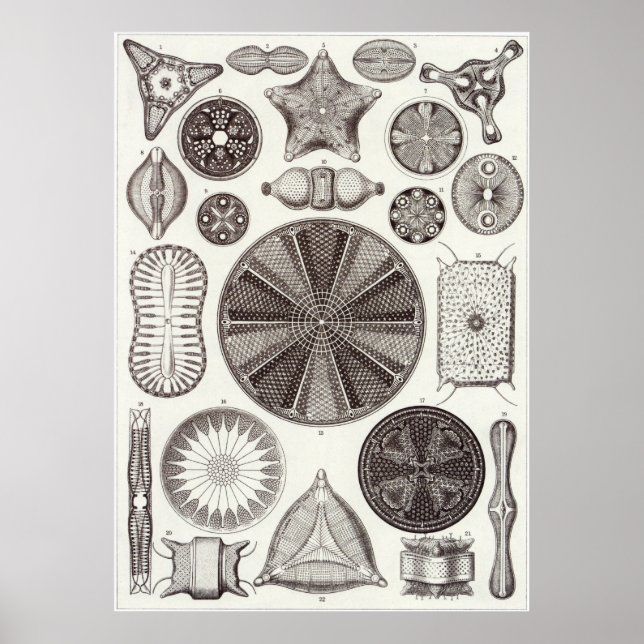 Poster Ernst Haeckel Art Imprimer : Diatomea (Devant)
