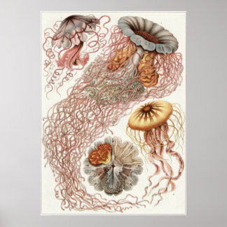 Poster Ernst Haeckel Art Imprimer : Discomedusae