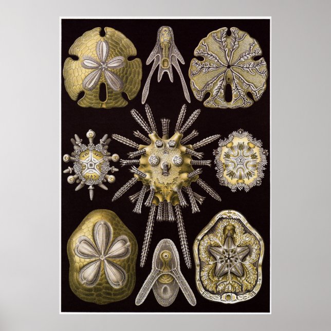 Poster Ernst Haeckel Art Imprimer : Echinidea (Devant)
