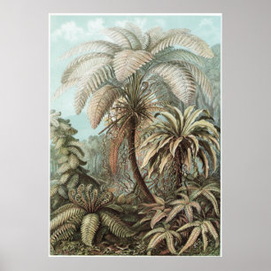 Poster Ernst Haeckel Art Imprimer : Filicinae