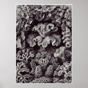 Poster Ernst Haeckel Art Imprimer : Hexacoralla