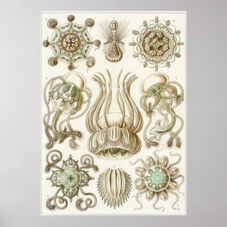Poster Ernst Haeckel Art Imprimer : Narcomedusae