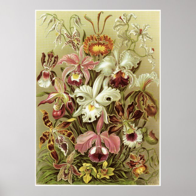 Poster Ernst Haeckel Art Imprimer : Orchidae (Devant)