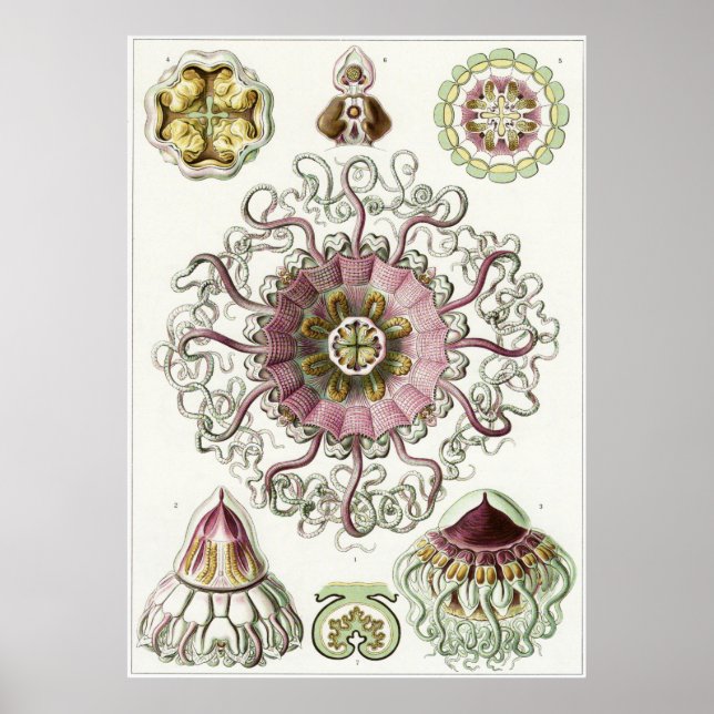Poster Ernst Haeckel Art Imprimer : Peromedusae (Devant)