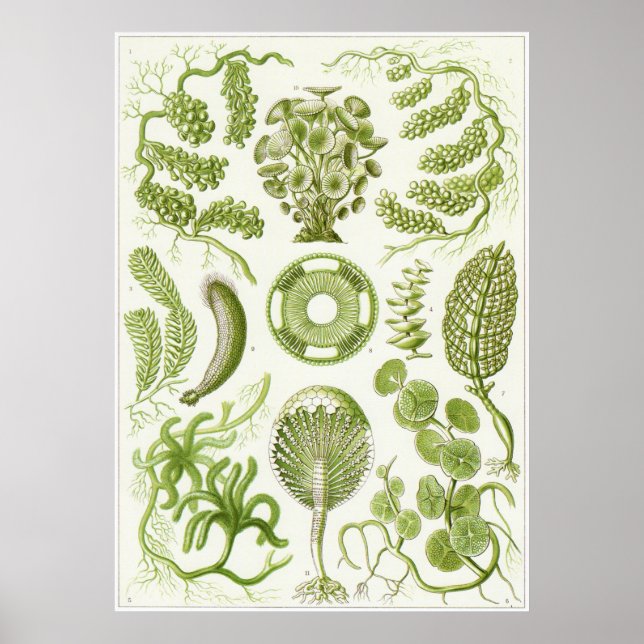 Poster Ernst Haeckel Art Imprimer : Siphoneae (Devant)