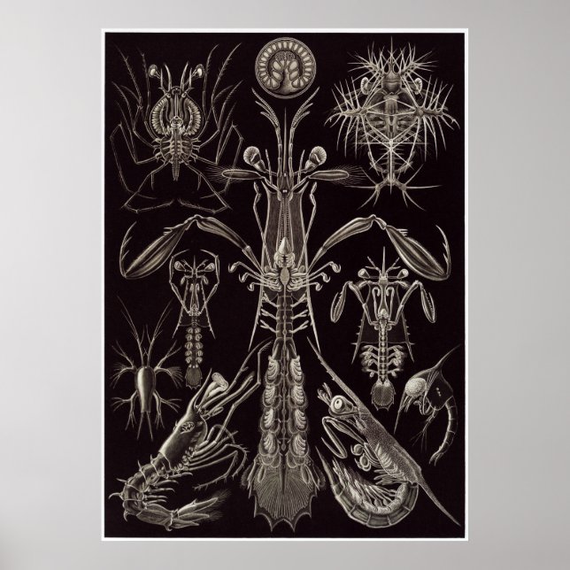 Poster Ernst Haeckel Art Imprimer : Thoracostraca (Devant)