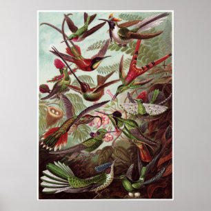 Poster Ernst Haeckel Art Imprimer : Trochilidae