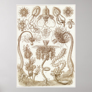 Poster Ernst Haeckel Art Imprimer : Tubulariae