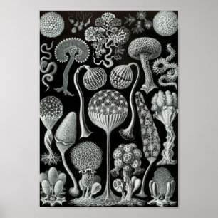 Poster Ernst Haeckel Art Sea Life 11" x 8,5