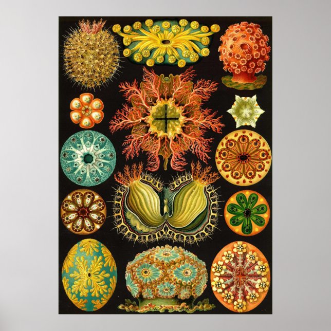 Poster Ernst Haeckel - Ascidiae (Devant)