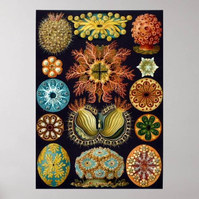 Poster Ernst Haeckel Ascidiae (Devant)