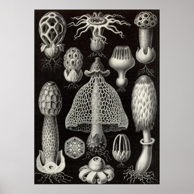 Poster Ernst Haeckel - Basimycètes Champignons (Devant)