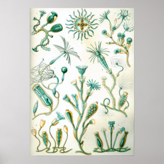 Poster Ernst Haeckel Campanariae