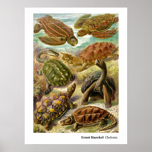 Poster Ernst Haeckel Chelonia (Devant)