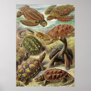Poster Ernst Haeckel - Chelonia