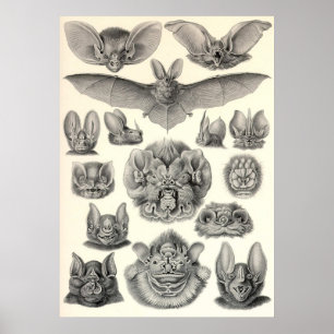 Poster Ernst Haeckel - Chiroptera Bats