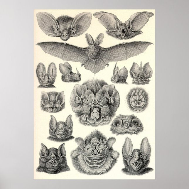 Poster Ernst Haeckel - Chiroptera Bats (Devant)