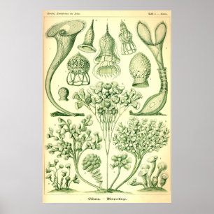 Poster Ernst Haeckel Ciliata