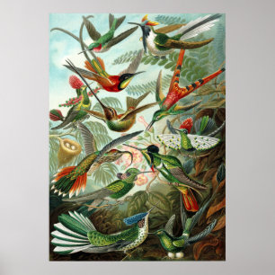 Poster Ernst Haeckel ~ Colibris