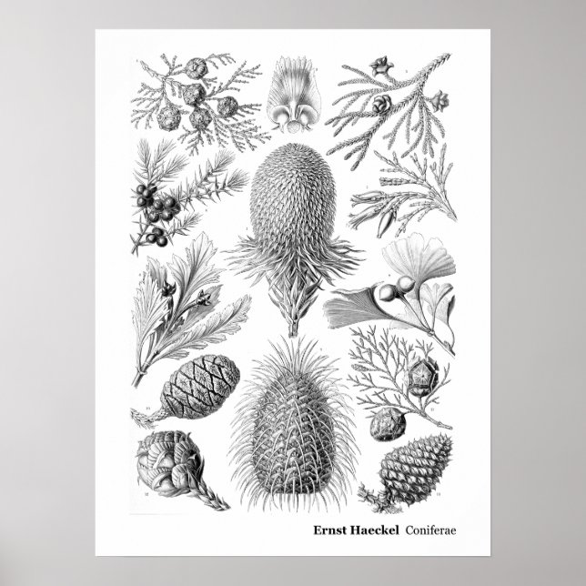 Poster Ernst Haeckel Coniferae Noir et blanc (Devant)