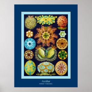 Poster ~ Ernst Haeckel d'Ascidiae