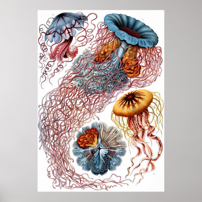 Poster Ernst Haeckel Discomedusae (Devant)