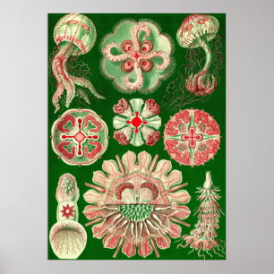 Poster Ernst Haeckel - Discomedusae5
