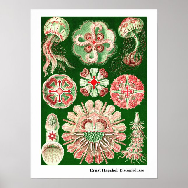 Poster Ernst Haeckel Discomedusae (Aurelia) (Devant)