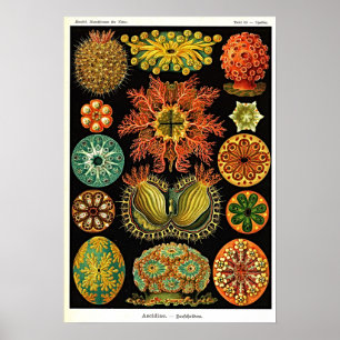 Poster Ernst Haeckel Kunstformen der Natur Ascidian