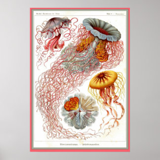 Poster Ernst Haeckel - Kuntsformen der Nature - Tafel 8