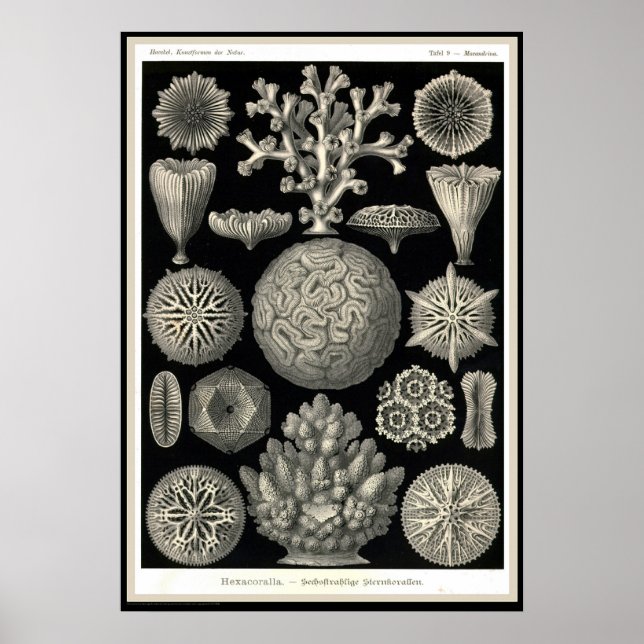 Poster Ernst Haeckel - Kuntsformen der Nature - Tafel 9 (Devant)